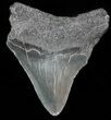 Bargain Megalodon Tooth - South Carolina #47244-1